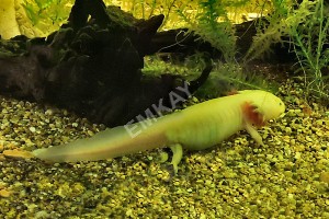Axolotl