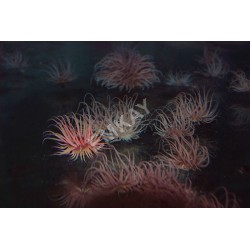 AACN2N - Snakelock Sea Anemone