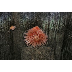 AACN2N2 - Dahlia Anemone