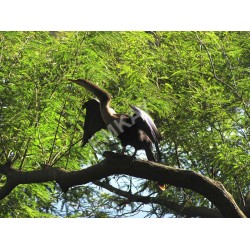 AB1 - Anhinga - Female