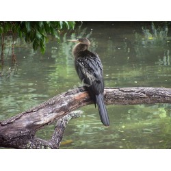 AB11 - Anhinga