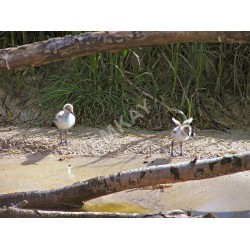 AB14 - Pied Avocet - Chicks