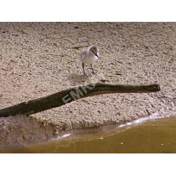 AB17 - Pied Avocet - Chick