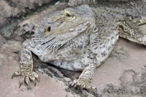Australian Bearded Dragon