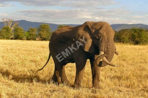 African Elephant