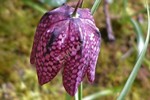 Snake's Head Fritillary