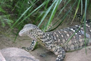 PERENTIE LIZARD