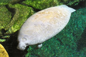 Manatee