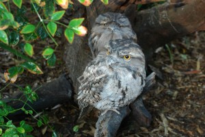Tawny Frogmouth