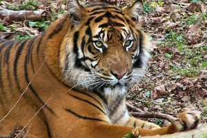 Sumatran Tiger